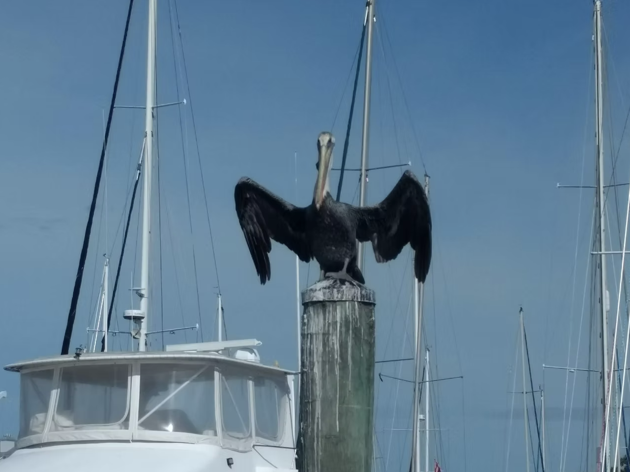 Birds along the Manatee River seen from tiki boat tour