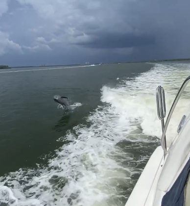 A dolphin riding alongside the boat